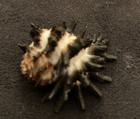 Muricidae Murex Melanamathos Chini 29 90mm Pointe Noire  Congo - Rare Find 