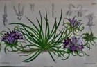 Antique Original Hand-colored Lithogaph From Ms Del Circa  1850 Great Britain