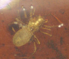 Cretaceous Albino Spider With Beetles In Burmese Amber Fossil Dinosaur Age