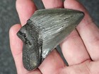 2 3 4   Authentic Prehistoric Megalodon  Fossil Shark Tooth Teeth Free Shipping 
