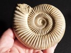 Big  111 Million Year Old  Polished White Ribbed Ammonite Fossil W Stand 270gr