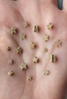 A Bottle Of 18 Crinoid Star Fossils