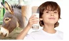 Organic Prime Donkey Milk Powder 100  Pure Natural