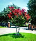 Dynamite Crape Myrtle 3-4    Tree Deep Red Blooms  Beautiful Flowering Hardy Tree