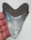 Megalodon Shark Tooth  - 3 72 In   Sc River - Authentic Real Fossil
