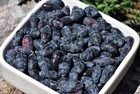 Honeyberry Seeds  lonicera Caerulea  Blue Honeysuckle Fruit Shrub Zone 2 Hardy