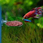 Aquarium Glass Feeder Shrimp Feeding Dish Round Clear Fish Tank Food Tray Con   