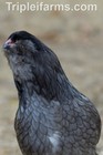 12  Purebred  blue   Splash Ameraucana  Fertile Chicken Hatching Eggs Large Fowl