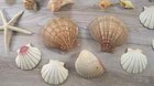 Lot Of 20 Seashells Many Shapes Sizes