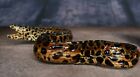 Moray Eel Taxidermy Real Fish Specimen Rare Eel Taxidermy