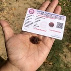 Lab Certified 7 Mukhi Rudraksha Saatmukhi Rudraksh 7 Face Rudraksham 1 Piece