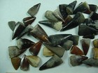 50 -  Fossilized Barracuda Teeth From North Florida