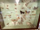 Vint Butterfly   Moth Entomol Shadow Box 1970   s Specimen Case Taxidermy Display