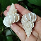 Natural Wentletrap Seashell Epitonium Scalara Rare Real Beach Home Deco 2  In
