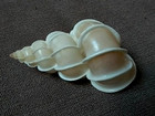Epitonium Scalare 51mm F    gem   Angelic  Wentletrap Collection