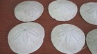 Lot Of 25 Sand Dollars From The Pacific Nw