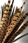 25 Pcs English Ringneck Pheasant Natural Feathers 18-20  Halloween hats costume