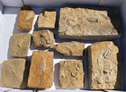 Fossil Crinoids Lot Alabama Cymbiocrinus Aphelecrinus Phanocrinus Etc Wholesale