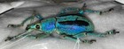 Eupholus Marilaurea  lot Of 3 Specimens    Great Color Set   Opportunity  
