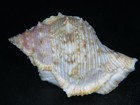 Bursa  bufonaria  Foliata  Extra-dark Orange Aperture   68 28mm 