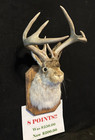 Sale 8 Pt  Jackalope Real Antlers   Rabbit Home Decor Gifts Taxidermy  Oddity