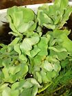 12 Large Water Lettuce - Beautiful Floating Pond Plants      free Ludwigia