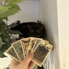 Cats Rule The Earth Tarot Deck     78 Cards     Cute Cat-themed Divination Gift Set