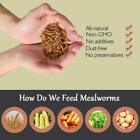 Dried Mealworms High Protein Non-gmo Bulk Food For Chicken bird turtle fish duck