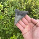 Real Megalodon Shark Tooth 3 81    Big Fossil Shark Teeth From Nc