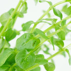 Buy2get1free Rotala Indica Green Bundle Live Aquarium Plant