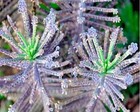 Mother Of Millions  kalanchoe Tubiflora  Drought Tolerant Plant Seed 25 Seeds