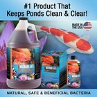Microbe Lift Pl 1 Gallon Pond Clear   Algaway 5 4 1 Gallon Algae Control  Kit
