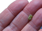 Rough Yellow Diamond   1 25 Cts