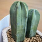 Myrtillocactus Geometrizans - Rare Live Cactus For Home   Office Decoration
