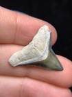 Rare Green Bv Bull Shark Tooth Fossil Sharks Teeth Megalodon Era Gem