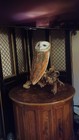 Barn Owl Hand Made Sculpture Life Size