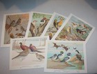Walter J  Breckenridge Bird Portraits In Color 1960 Artist Collectable 6 Vintage