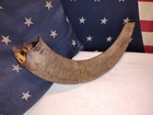 Taxidermy Audad Rams Horn Shofar Praise Worship Leader Temple Trumpet Sheep Rare