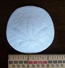 Lot 2 Sand Dollars California Pacific Beach Ocean Shells One 2 25    One 2 5 