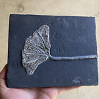 Natural Devonian Prehistoric Jurassic Biota Crinoids Fossils