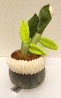 Russ Greenhouse White Peace Lily Plush Potted Plant People Stuffed Flower L1