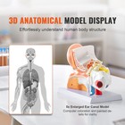 Human Ear Anatomy Model Anatomical Ear Teaching Model 5 Times Enlarged