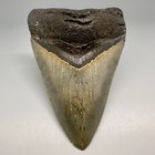 Amazing Shape Serrated 4 02  Fossil Megalodon Shark Tooth - Usa