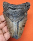 Real Megalodon Shark Tooth - Almost 4  - Shark Teeth Fossil - No Restorations
