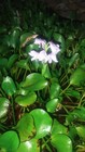10  Large Sized Water Hyacinth  Buy Twenty Get Ten Free  