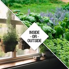 Herb Seeds Variety Pack Culinary Herb Collection  12 Individual Packets For Plan
