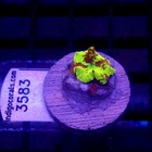 Jawbreaker Mushroom Jb Wysiwyg - Indigo Corals - Ic 3583