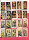 110 All Gallaher Ltd  Cigarette Company All Different Tobacco Card Lot