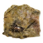 Plume Agate Slab Oregon 168 2 Grams 