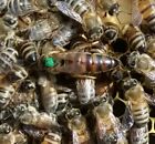 Northern Survivor Queen Bee 2025 Mated-marked-laying  Ships Monday And Wednesday